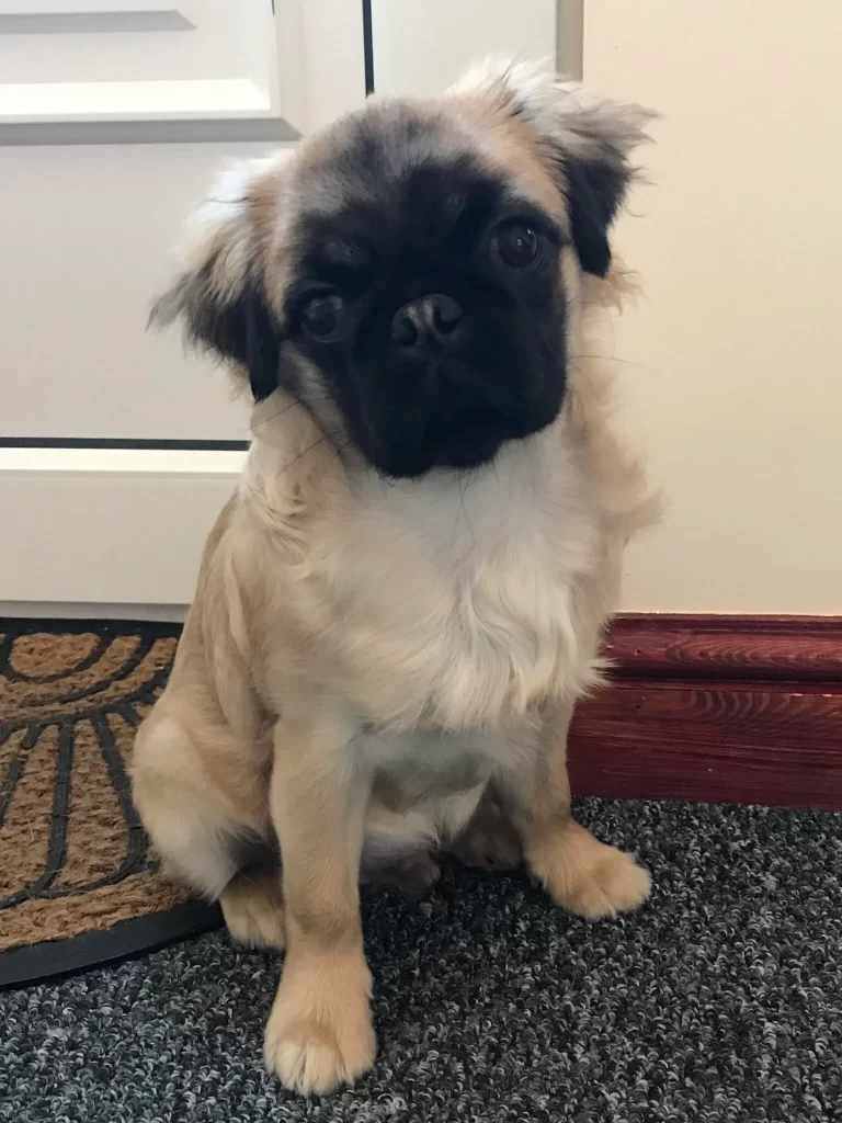 Long Haired Pugs