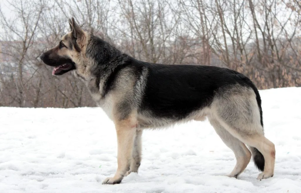 Russian German Shepherd