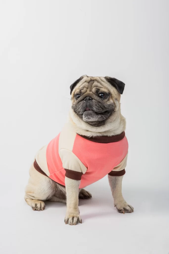 Pug image
