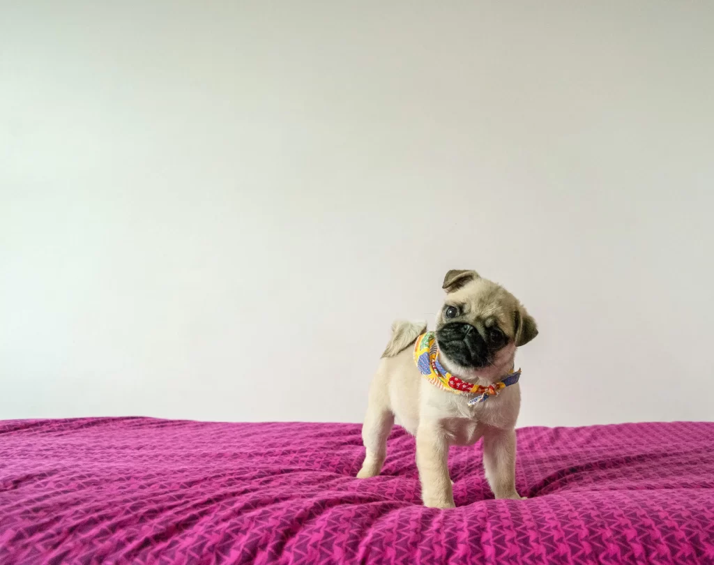 pinho FZAyQs9V2XI unsplash 2 Petmana