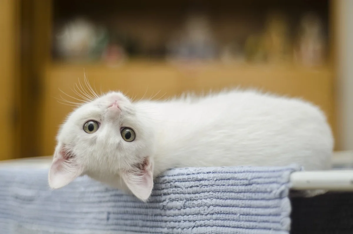 do cats have belly buttons?