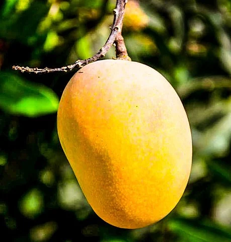 459px Hapus Mango Petmana