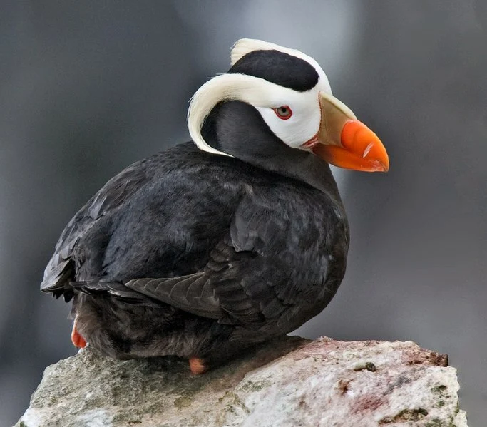 tufted puffin: birds with red beaks