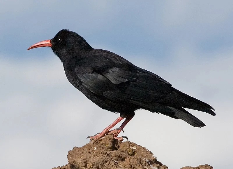 cough: birds with red beaks