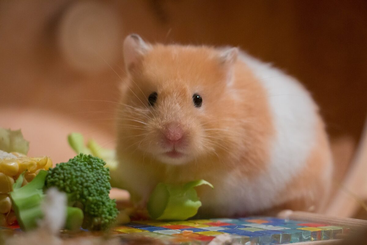 can hamsters eat parsley