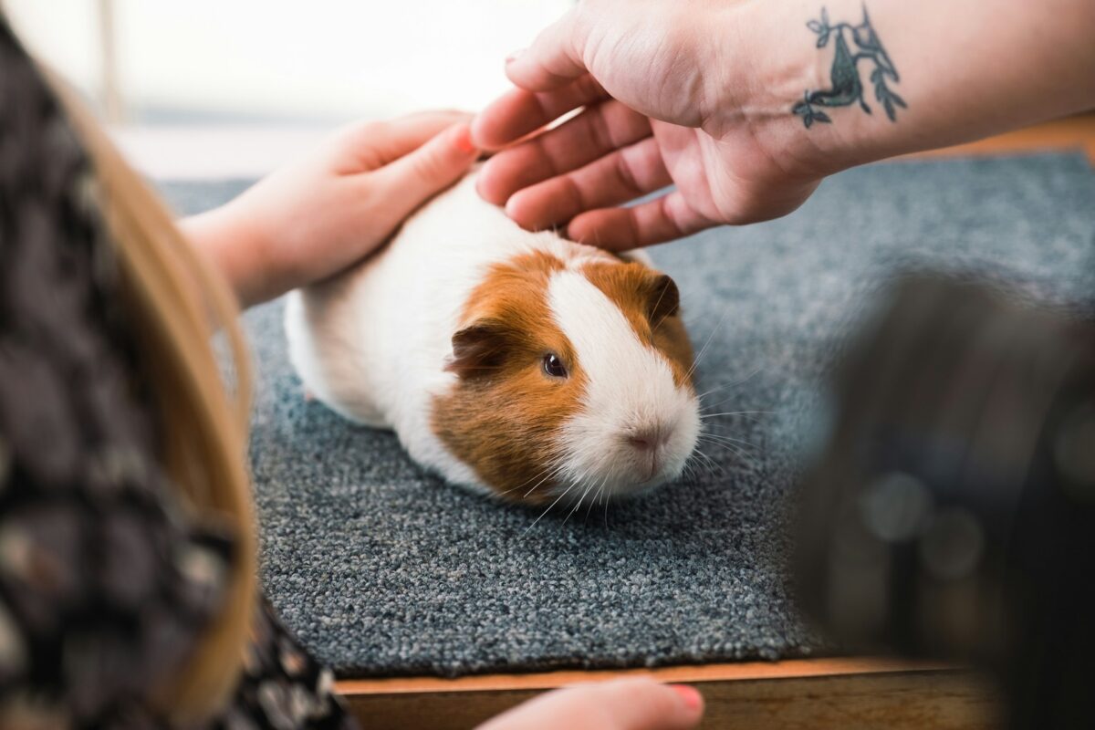 Can Guinea Pigs Eat Raspberries?
