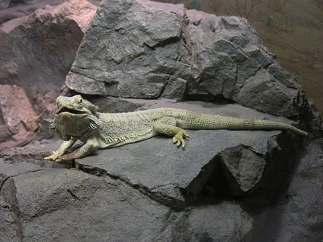 Can Bearded Dragons Eat Raspberries?