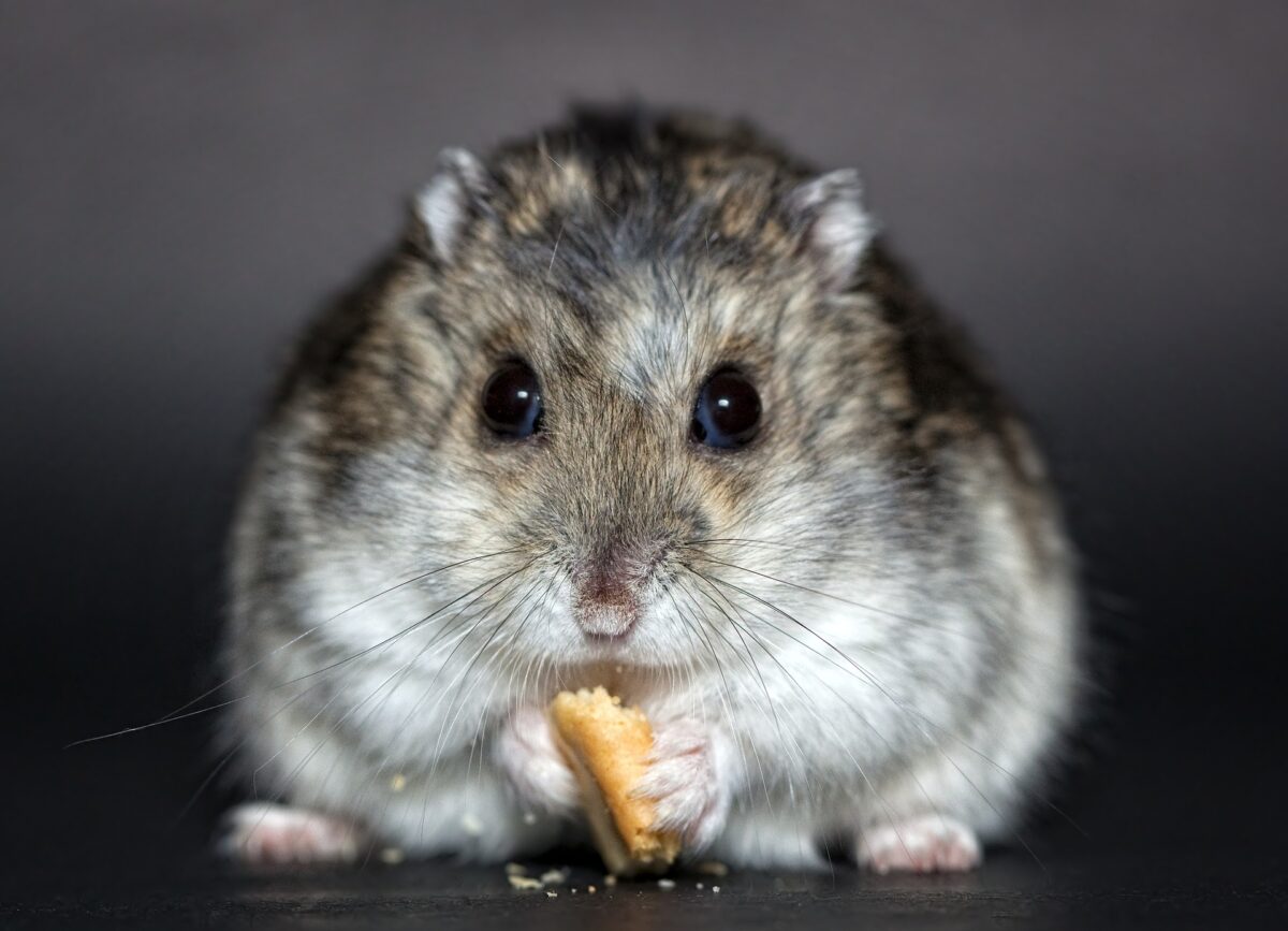can hamsters eat blueberries?
