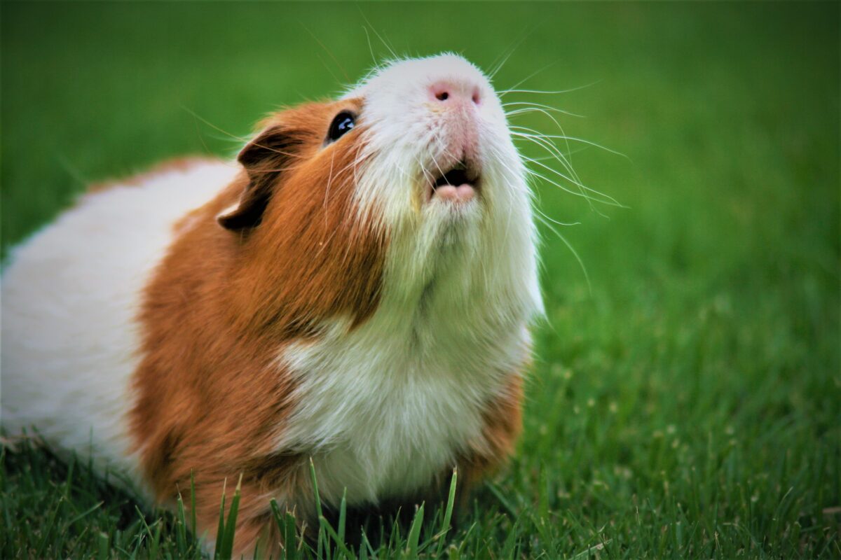Can Guinea Pigs Eat Asparagus?