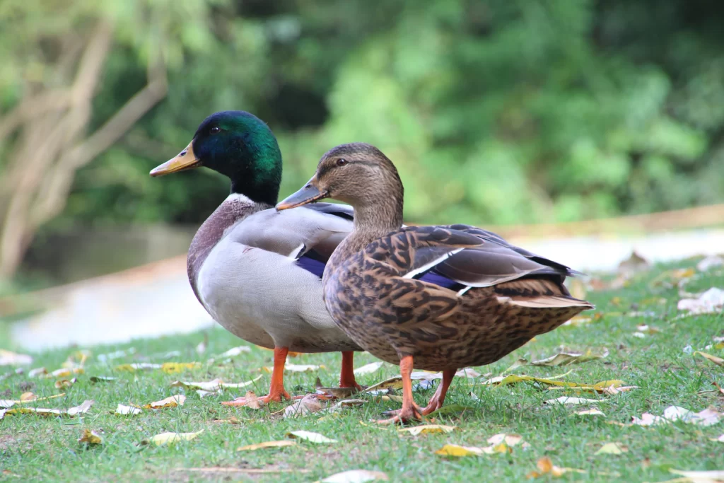 Can Ducks Eat Apples?