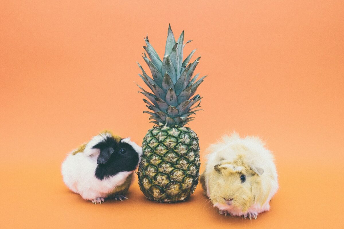 Can Guinea Pigs Eat Pineapples?
