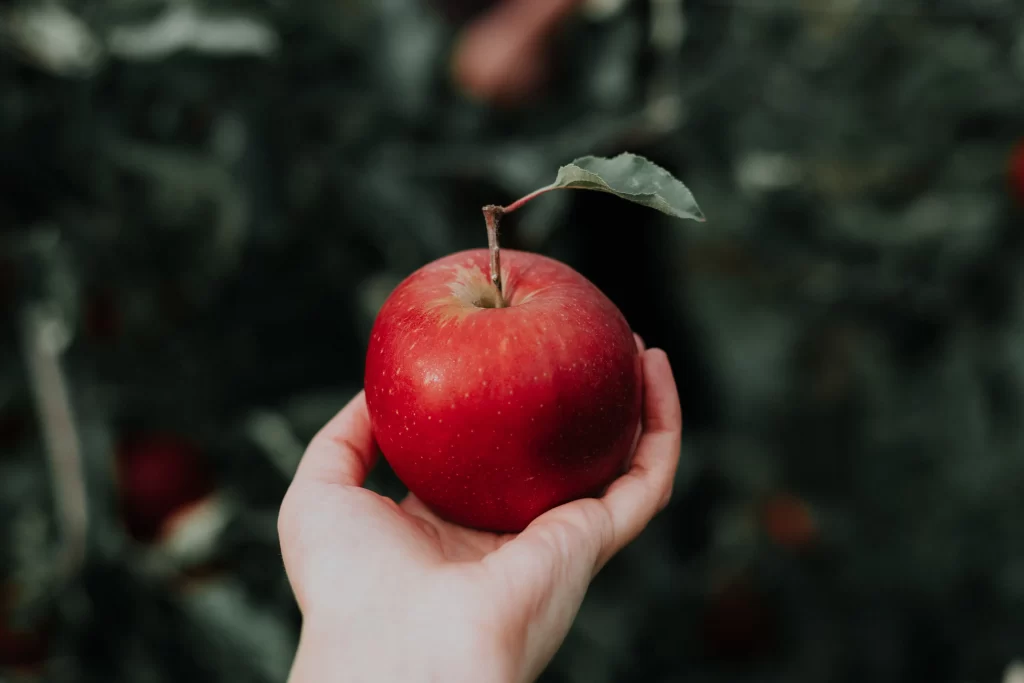 Can ducks eat apples?