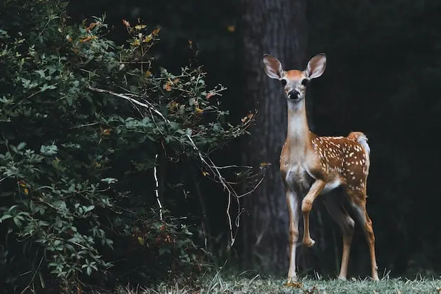 Do Deer Eat Pumpkins?