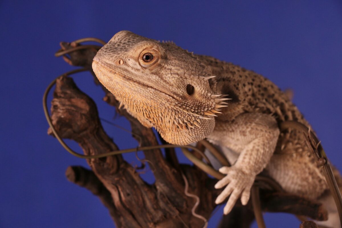 Can Bearded Dragons Eat Cabbage