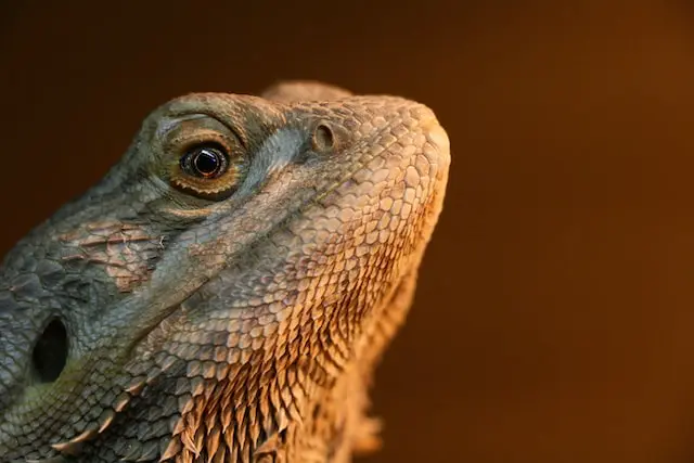 Can bearded dragons eat bananas?