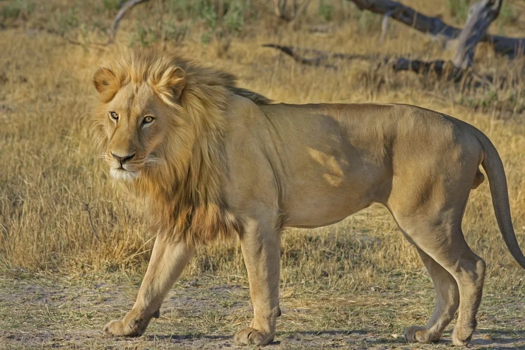 How much does a lion cost?