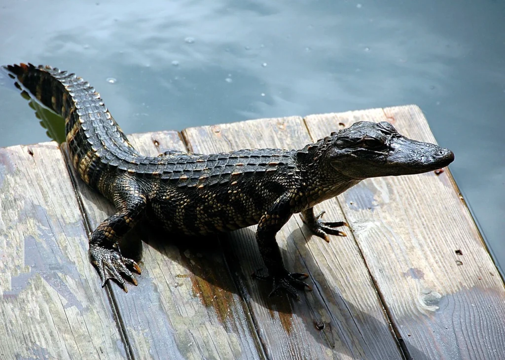 Are There Alligators In Arkansas