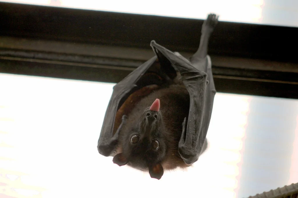 Do Bats Have Tails