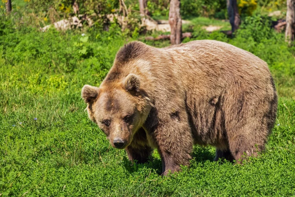 Do Bears Have Tails