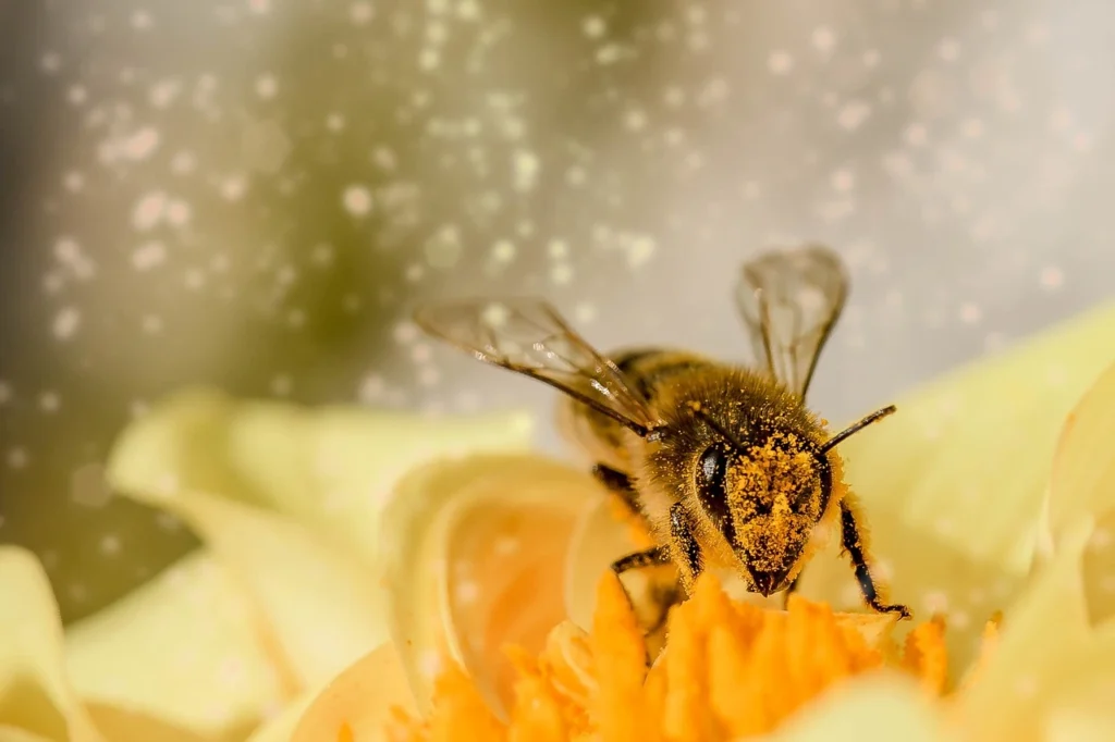 How Many Eyes Does A Bee Have