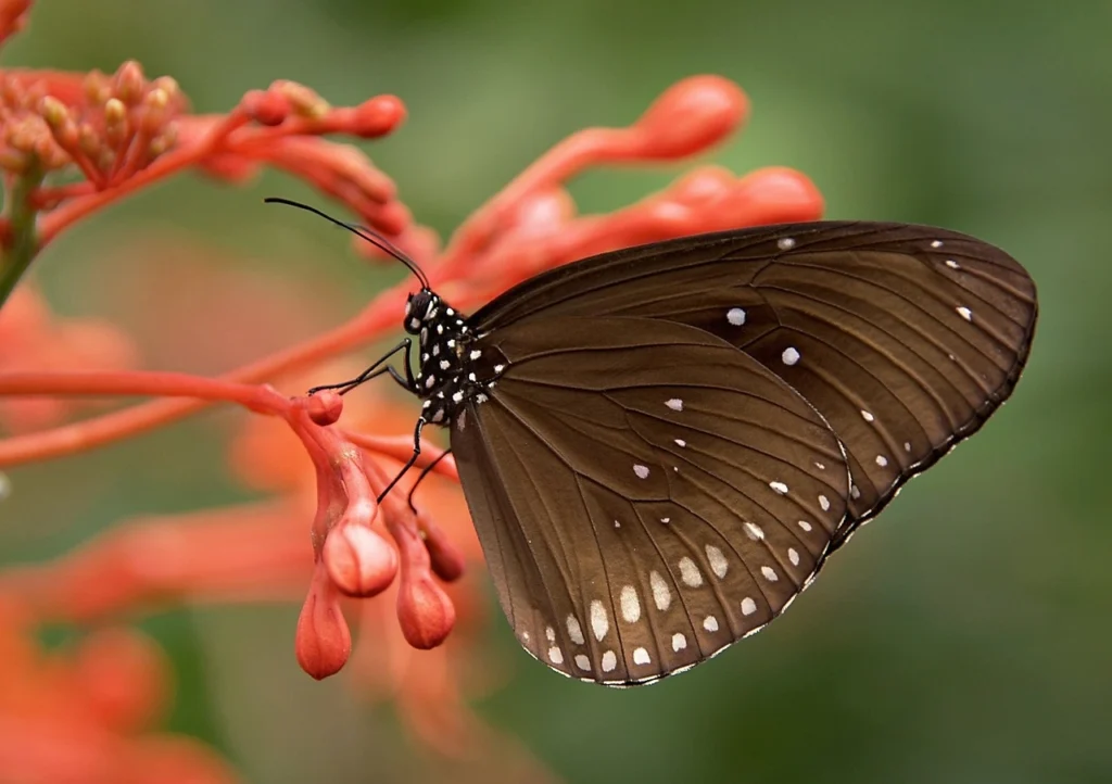 What Eats Butterflies?