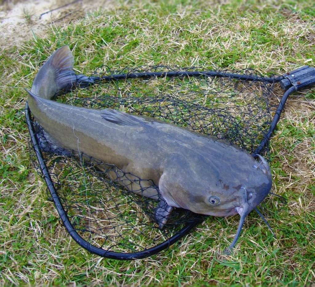Do Catfish Have Scales