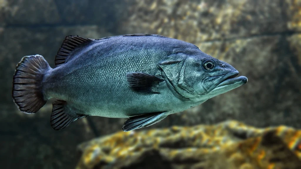 Do Fish Hibernate
