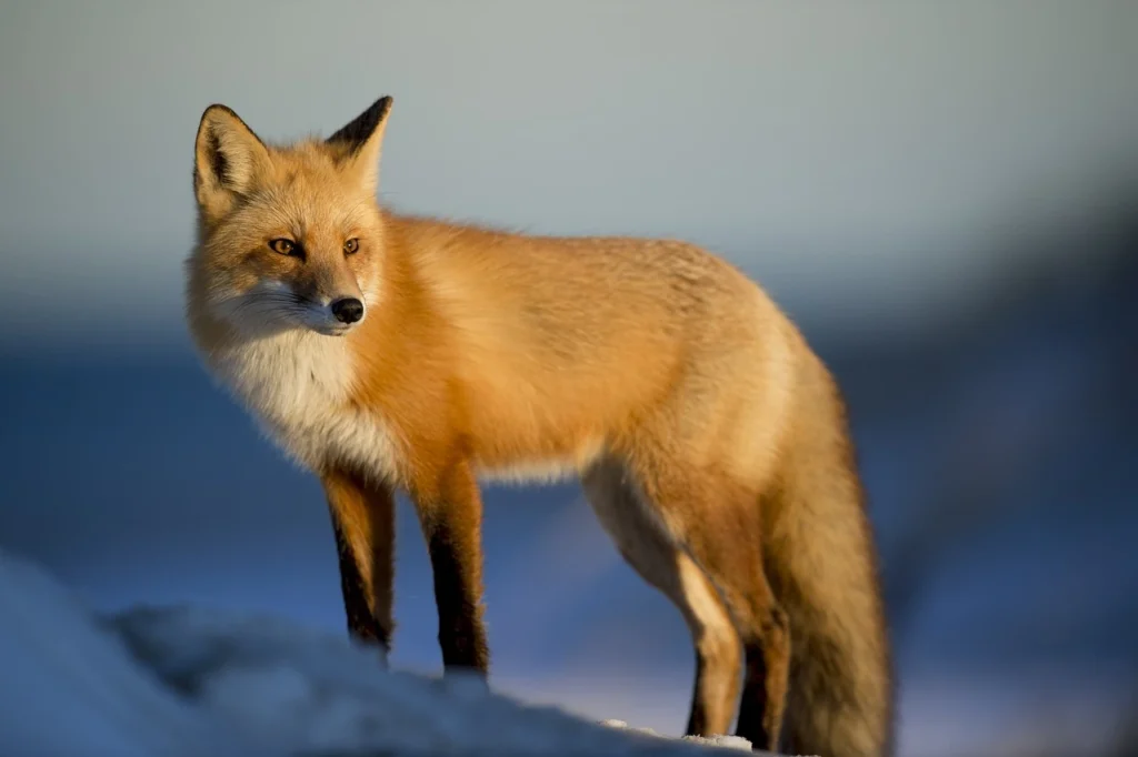 Do Foxes Hibernate