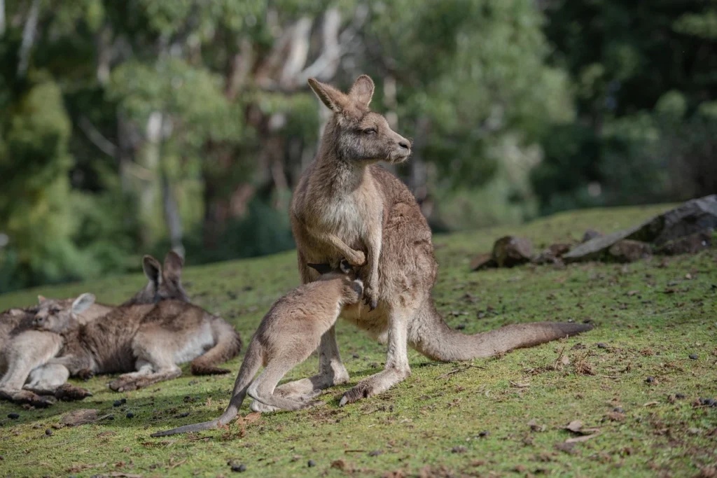 Do Male Kangaroos Have Pouches