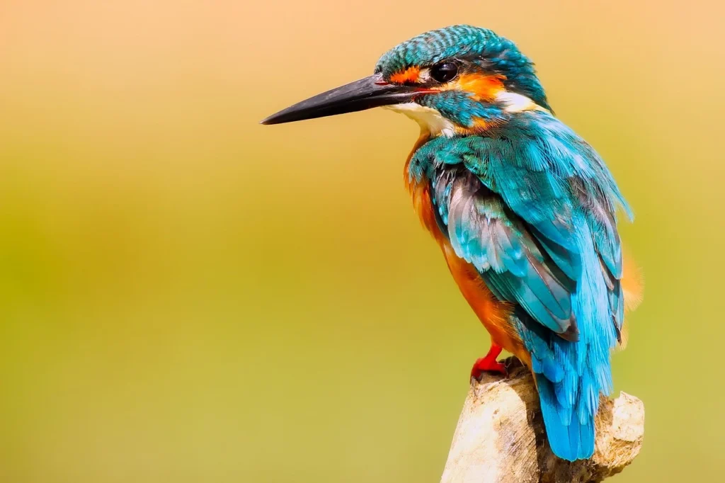 can birds see glass