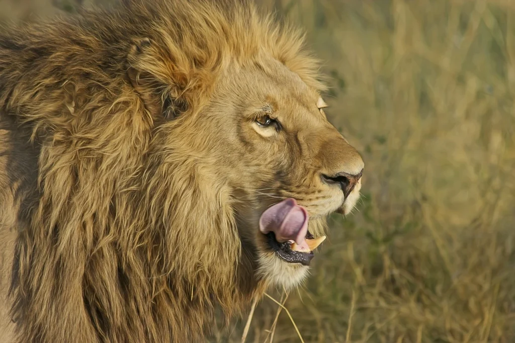 How Fast Can A Lion Run