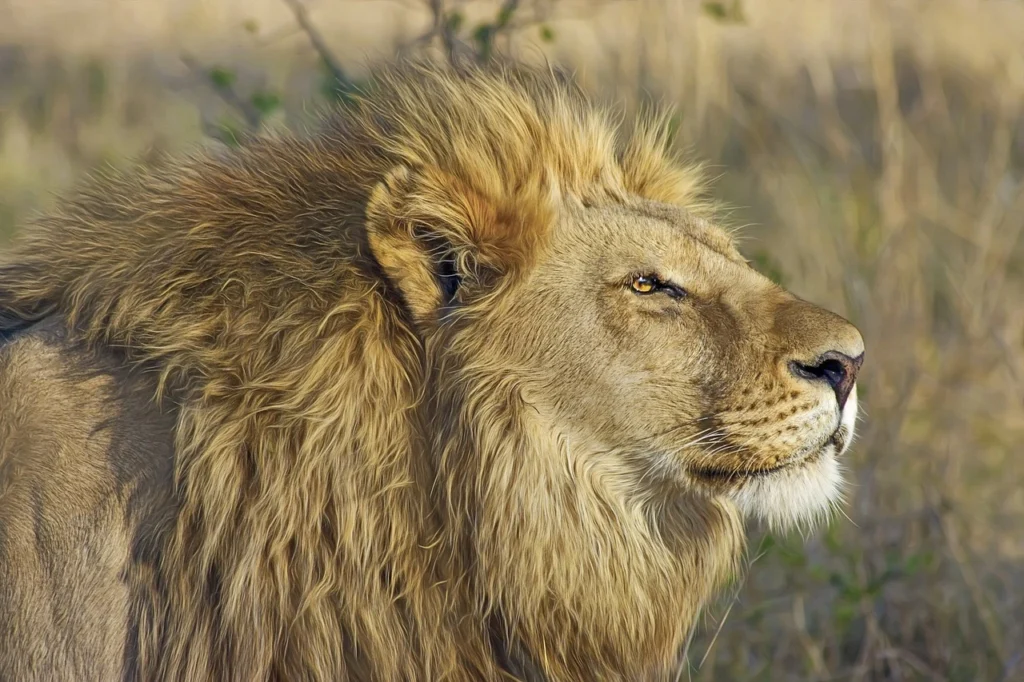 What Do Lions Eat