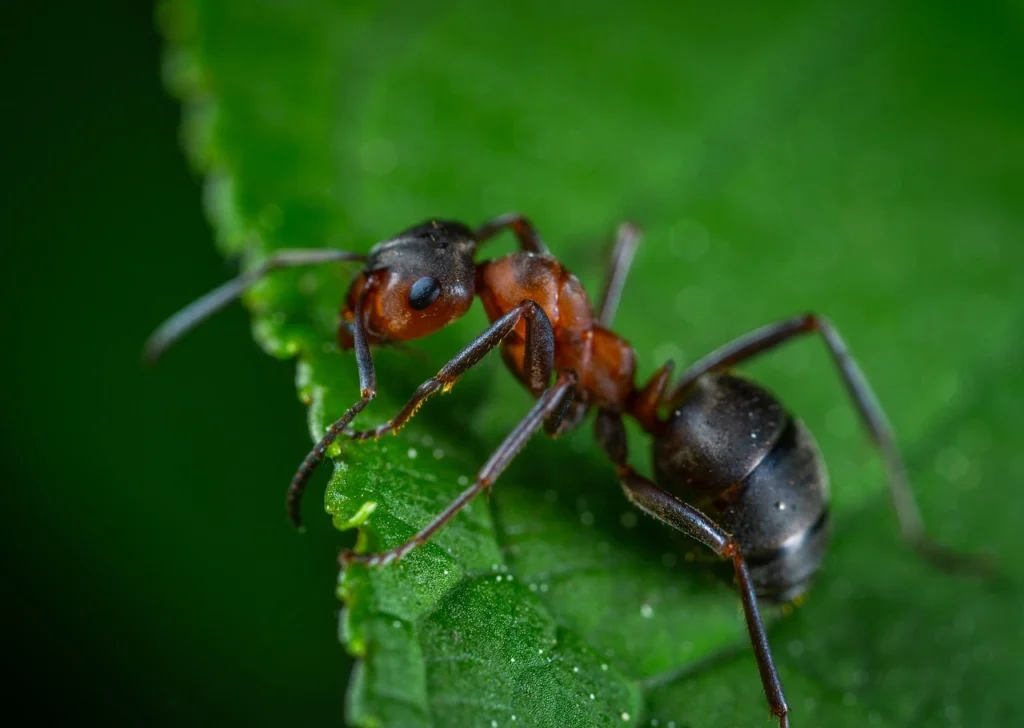 How Many Eyes Do Ants Have