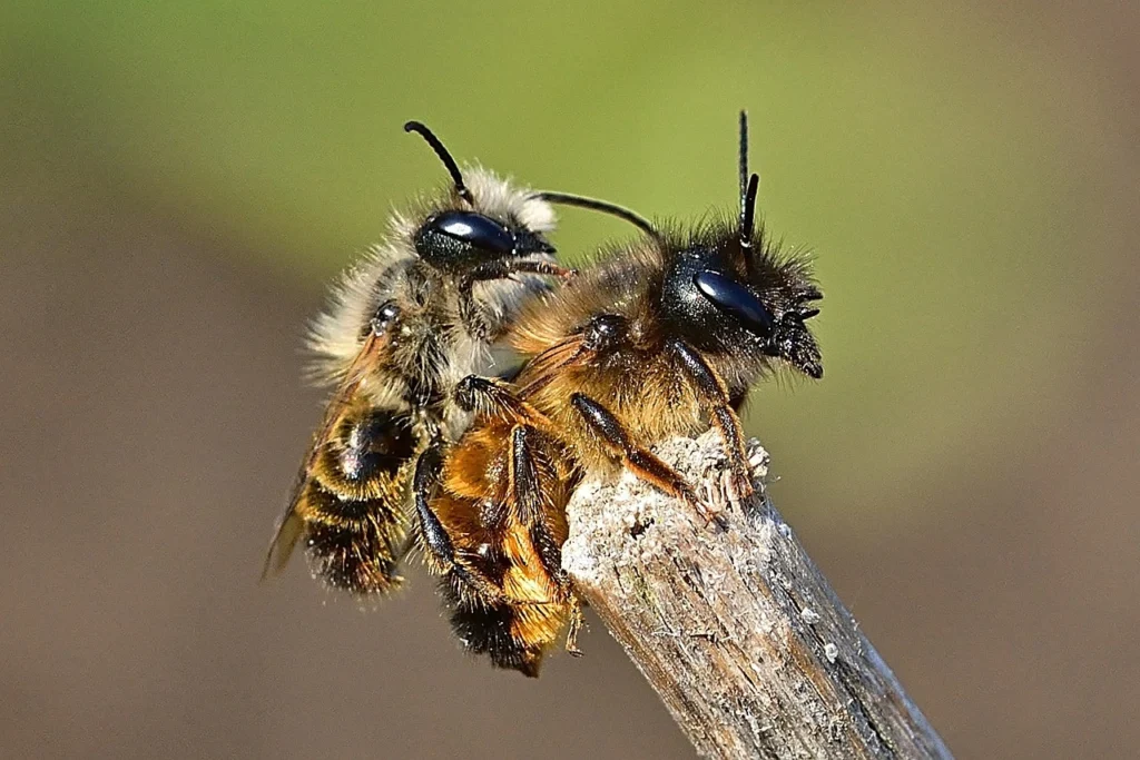 Do Wood Bees Sting