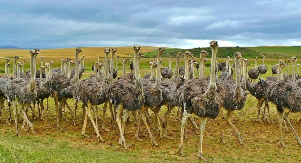 How Often Do Ostriches Lay Eggs
