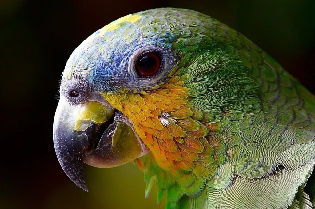 Do Birds Have Ears