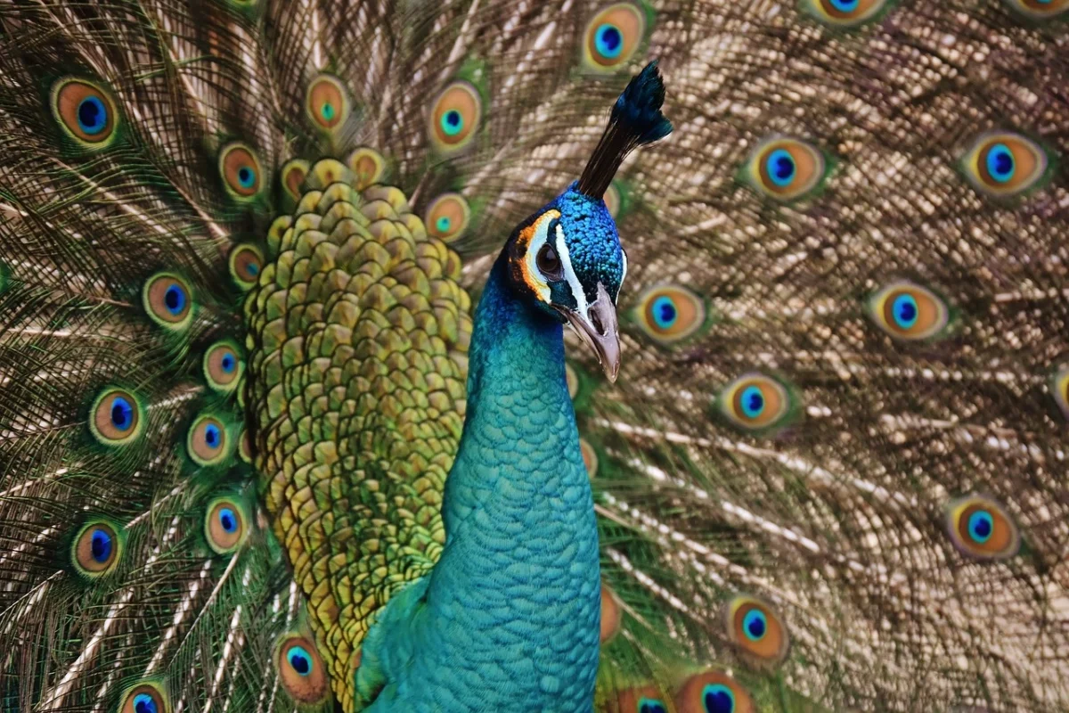 How Long Do Peacocks Live