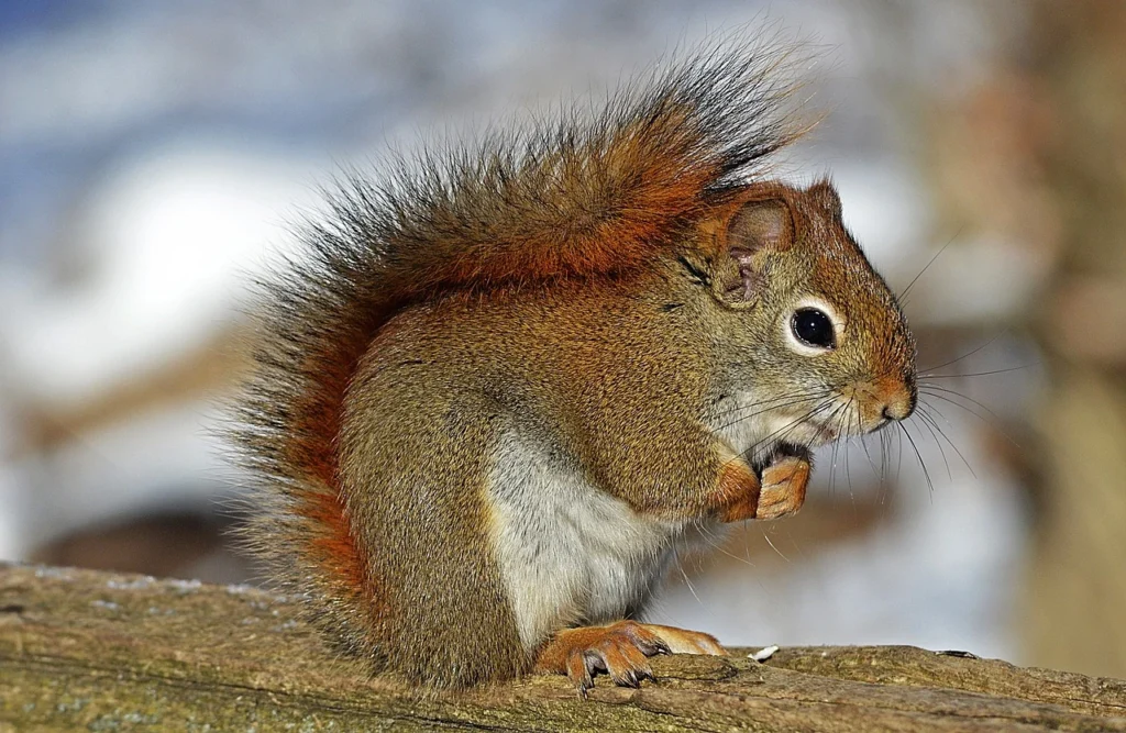 How Long Do Squirrels Live