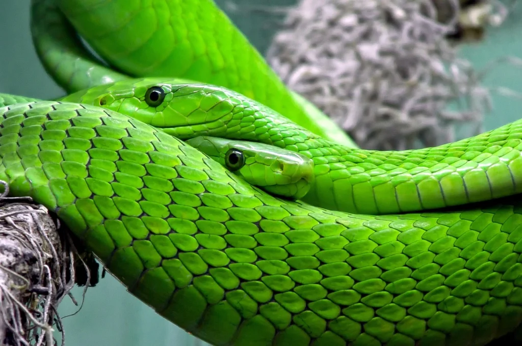 how long do snakes live