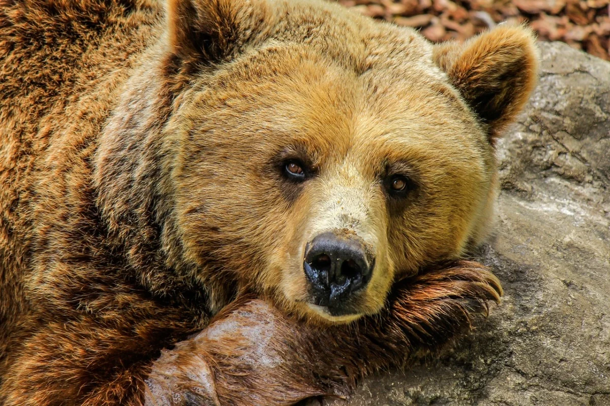Top 20 Strongest Animals In The World