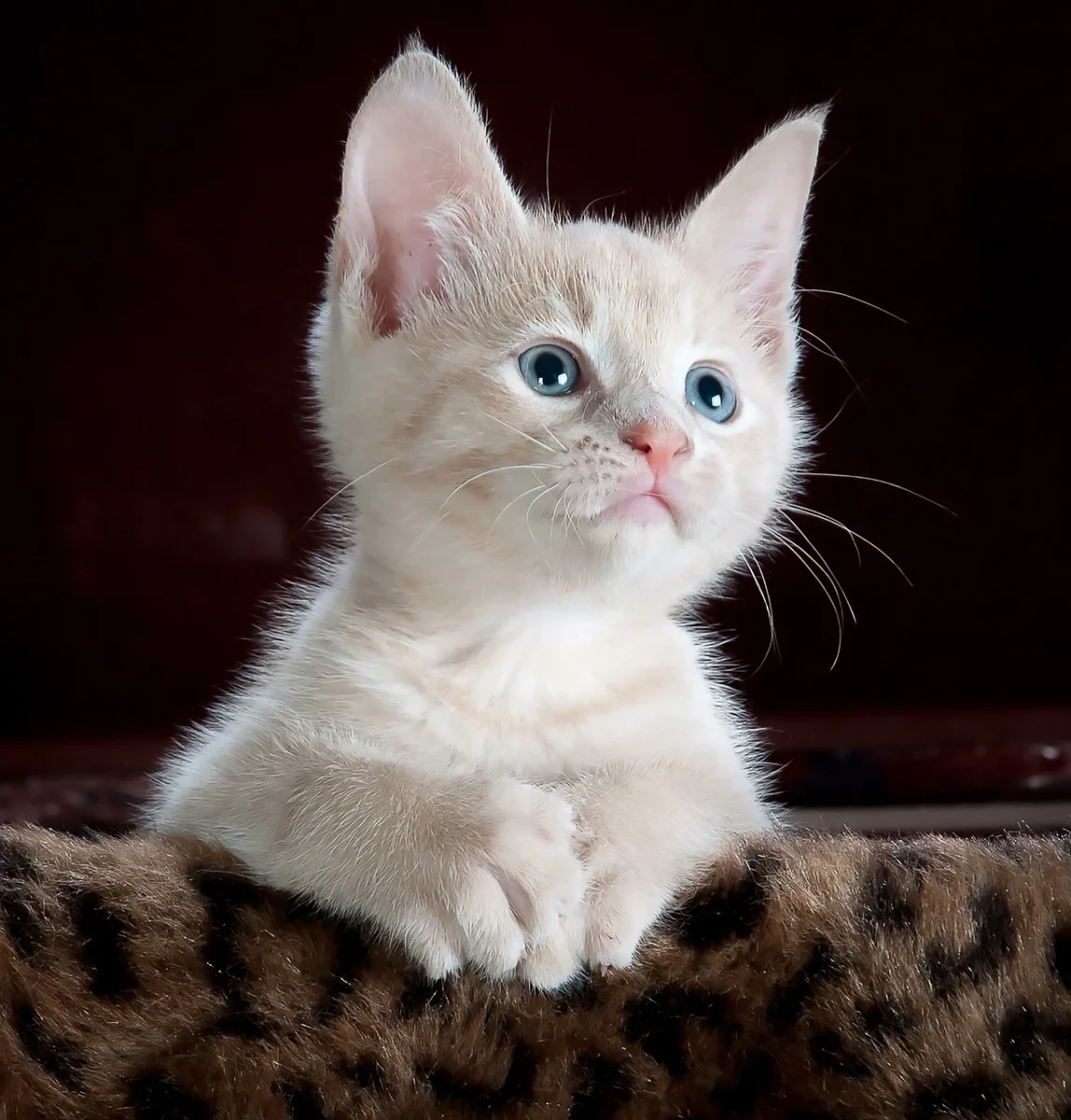 Do Cats Have Lips