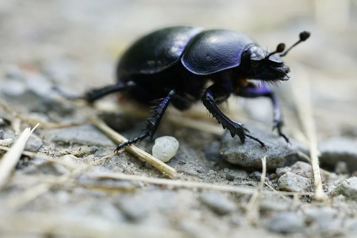 Top 20 Strongest Animals In The World