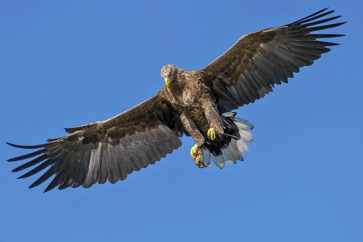Top 20 Strongest Animals In The World