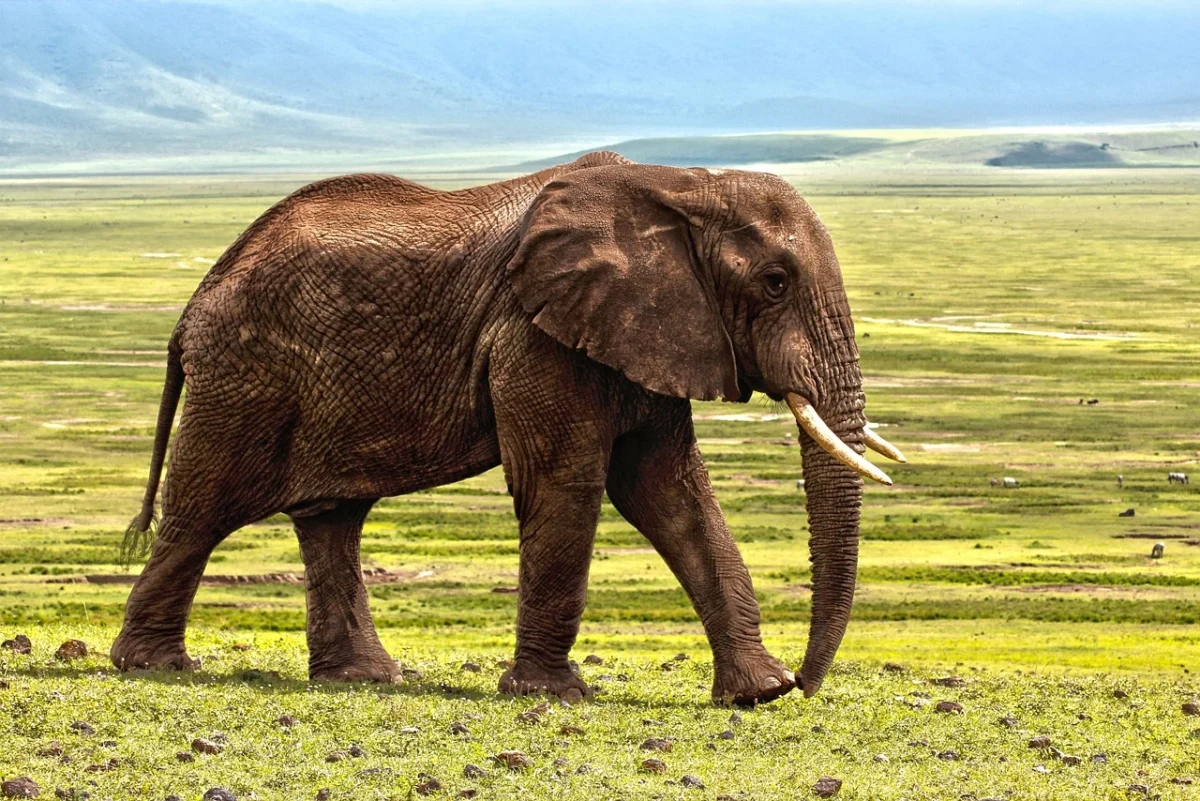 What colors are elephant?