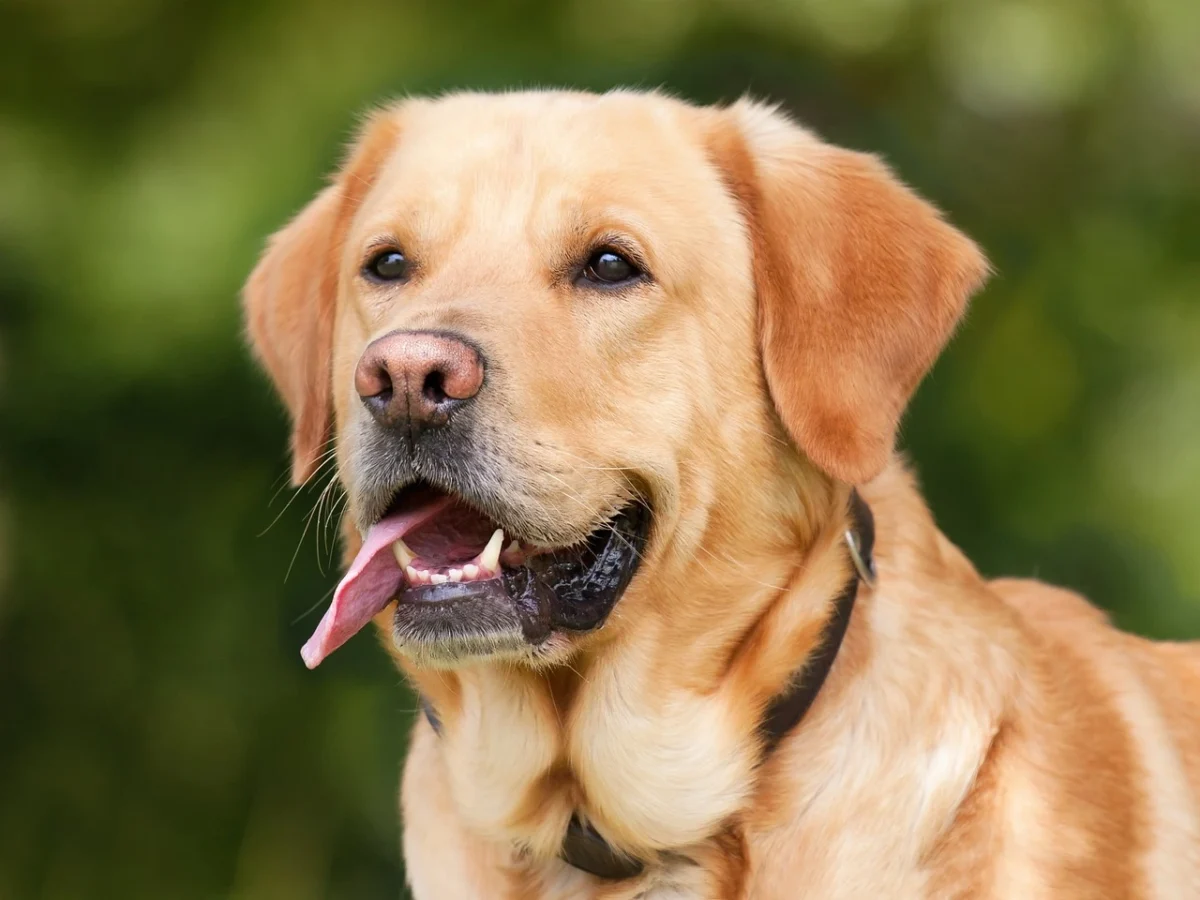 How Many Bones Does A Dog Have