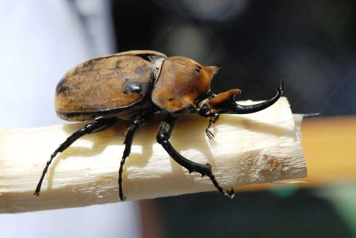 Top 20 Strongest Animals In The World