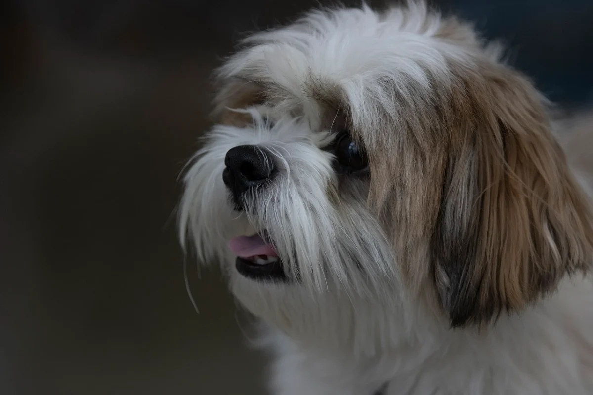 Why Shih Tzu Are The Worst Dog Breed