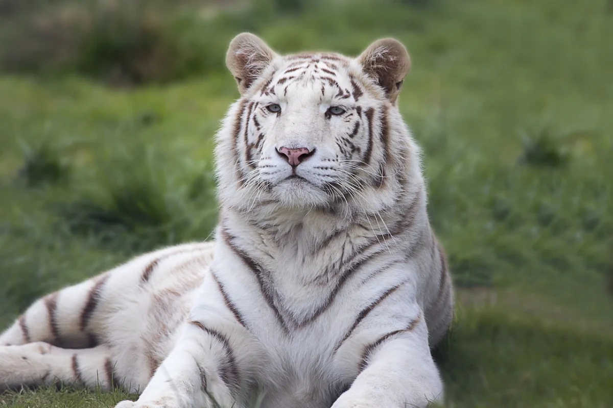 Top 20 Strongest Animals In The World