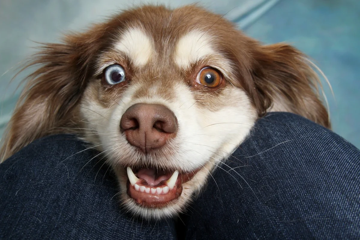 Why Does My Dog Cough After Drinking Water