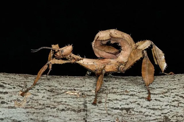 Australian Stick Bug